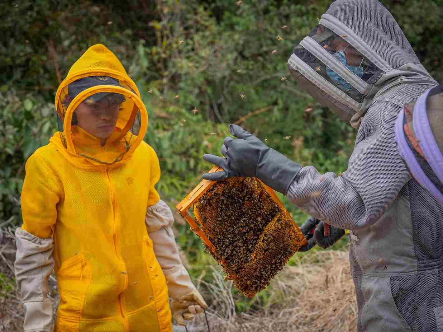 Sonsón fortalece la apicultura y apuesta por un campo más productivo y sostenible